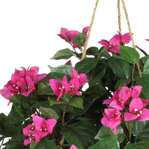 August Grove® Bougainvillea Hanging Basket & Reviews Wayfair